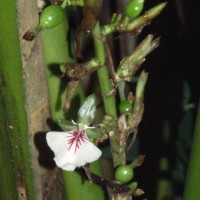 Elettaria cardamomum (L.) Maton